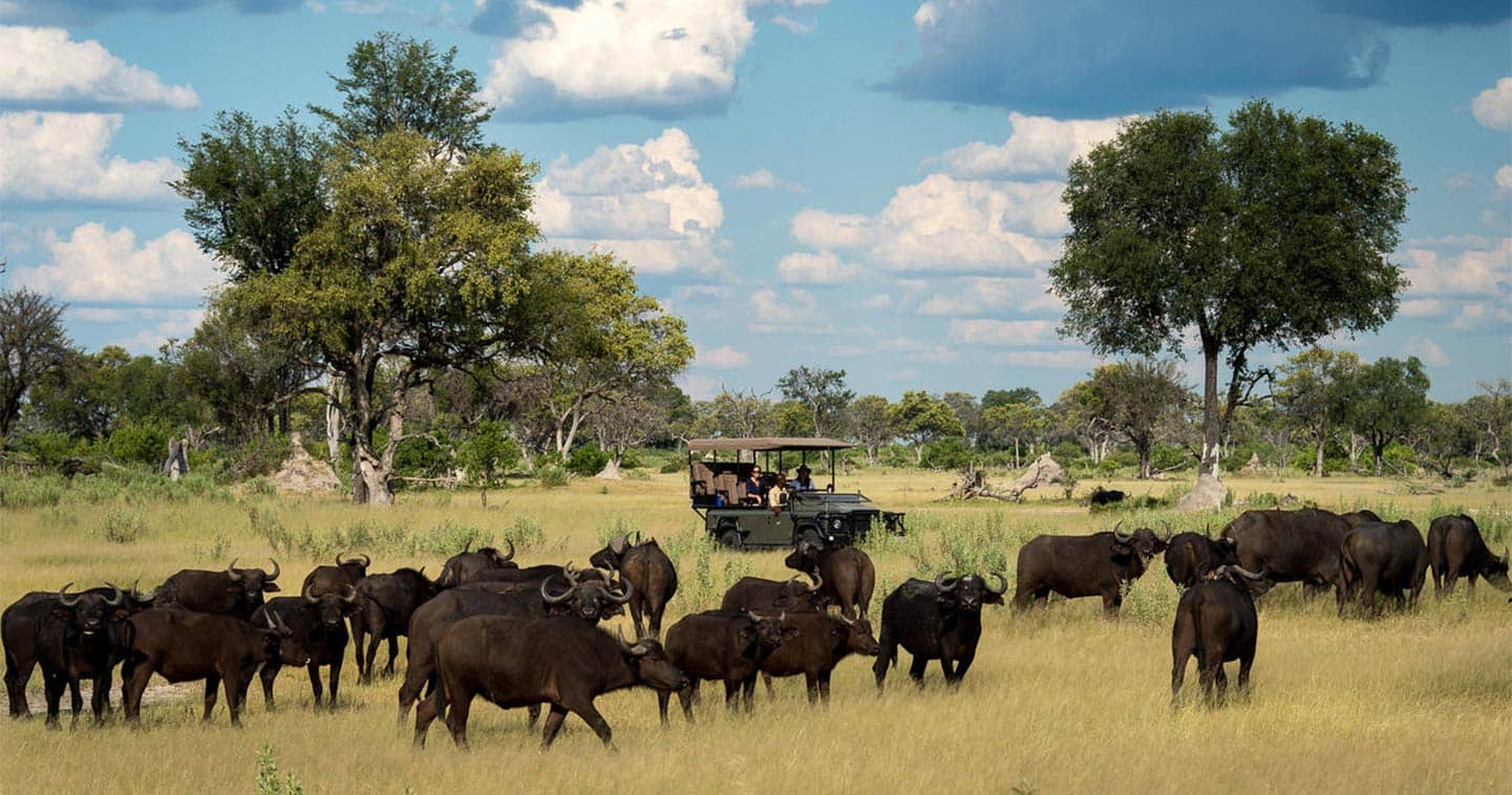Cape Buffalo in the Chobe National Park - Meet all of the Big Five