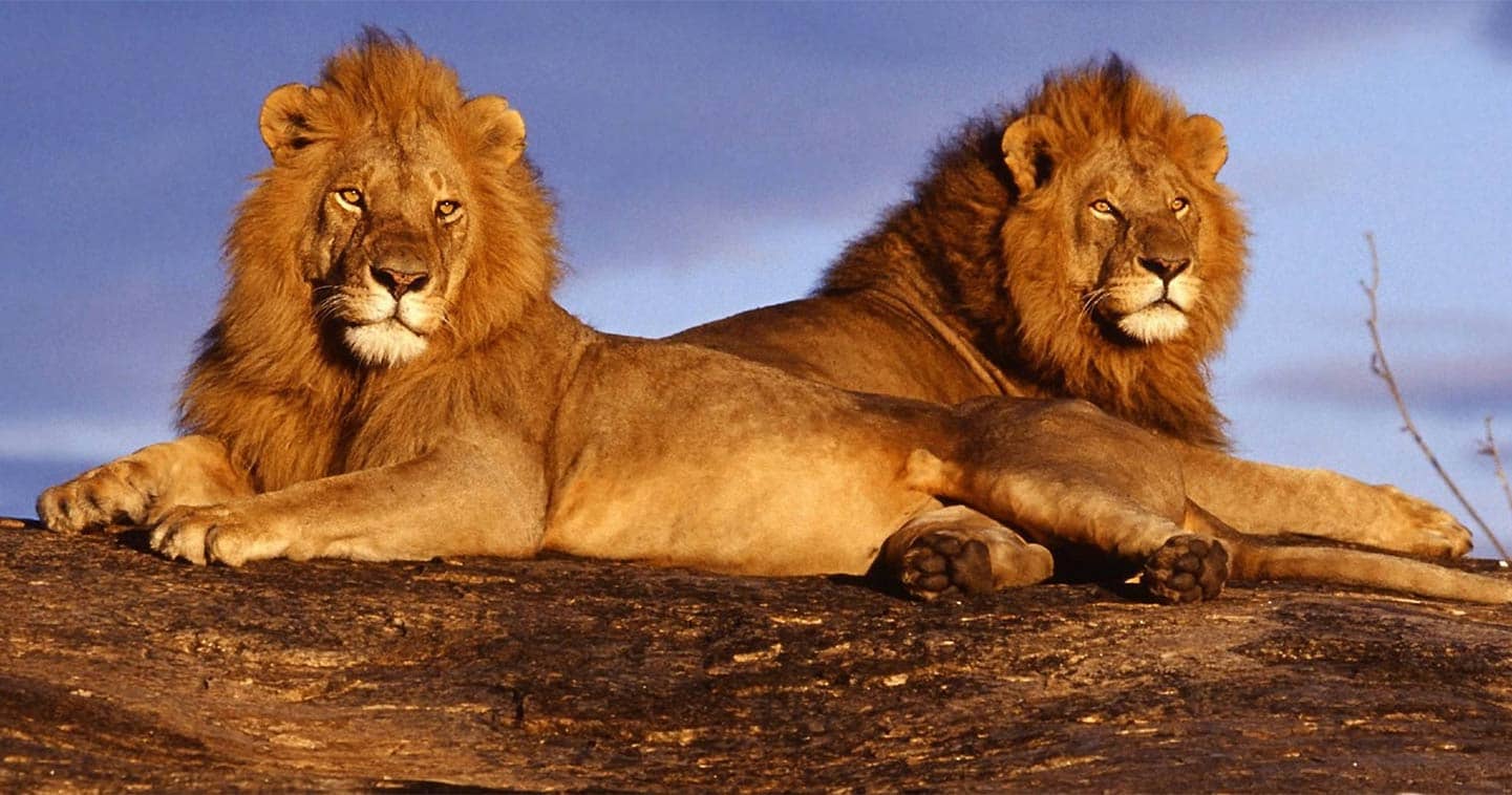 Chobe lions spotted during a Big Five Safari