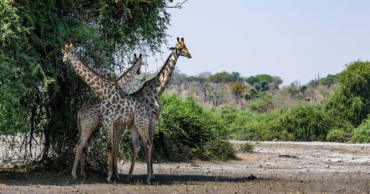 Giraffe in The Chobe National Park