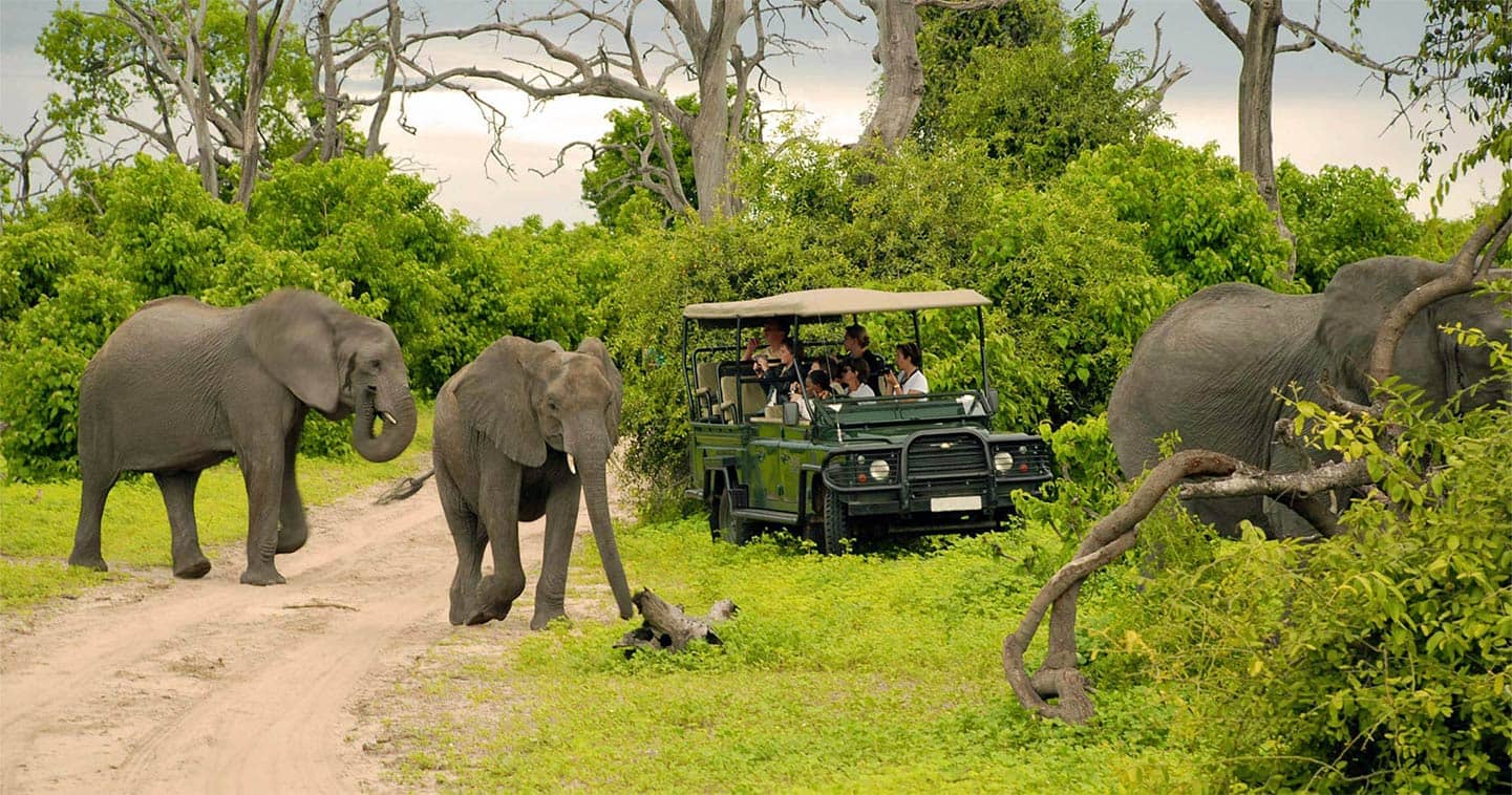 Botswana safari Chobe Game Drive