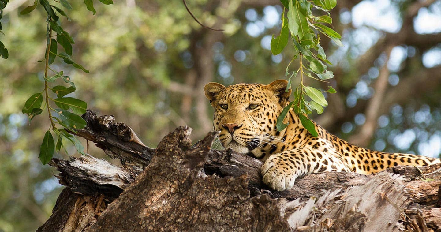 Leopard in The Chobe National Park