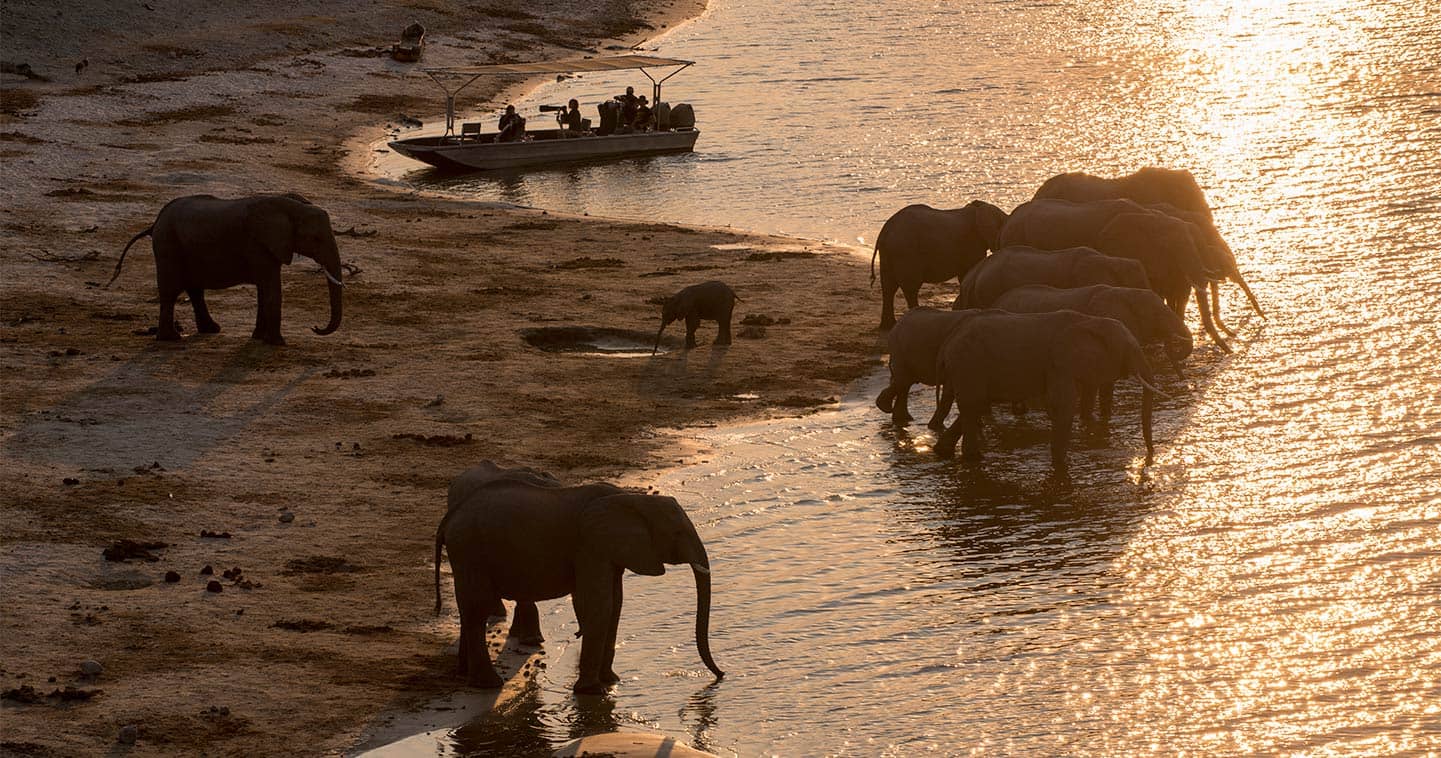 See Wildlife up Close on a Water Safari During your Stay at Chobe Under Canvas