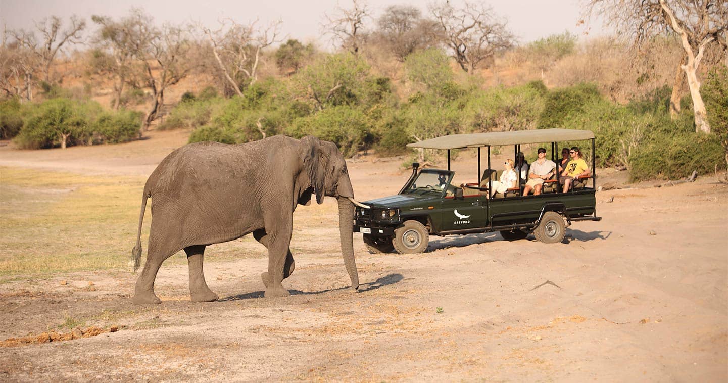 Incredible Safari Game Drive with Chobe Under Canvas