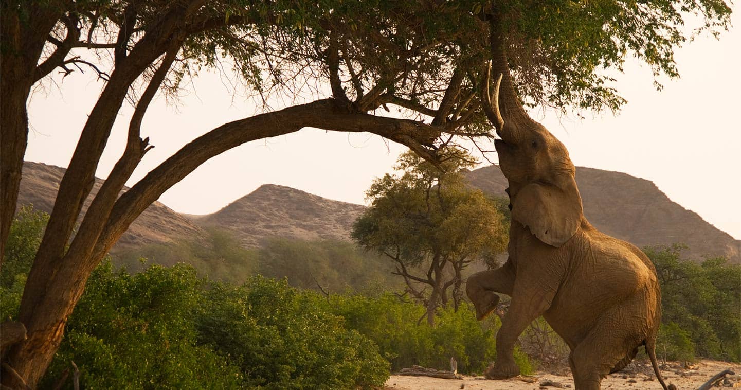 Elephant up close and personal in Chobe National Park, the ideal place for a Big Five safari