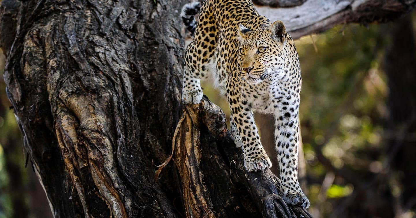 Big Five Safari in Chobe National Park - Leopard