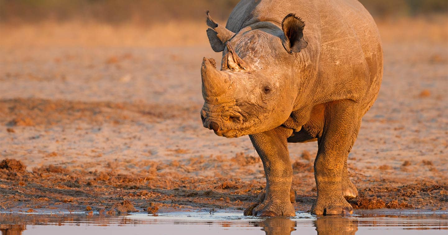 Viewing rhinoceros during a Big Five safari in Chobe, Botswana