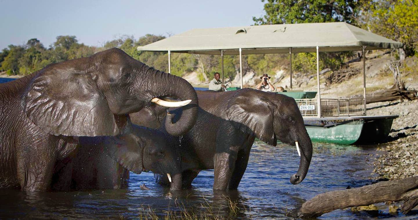Up close with Chobe elephants on a boat safari at Chobe Savanna Lodge