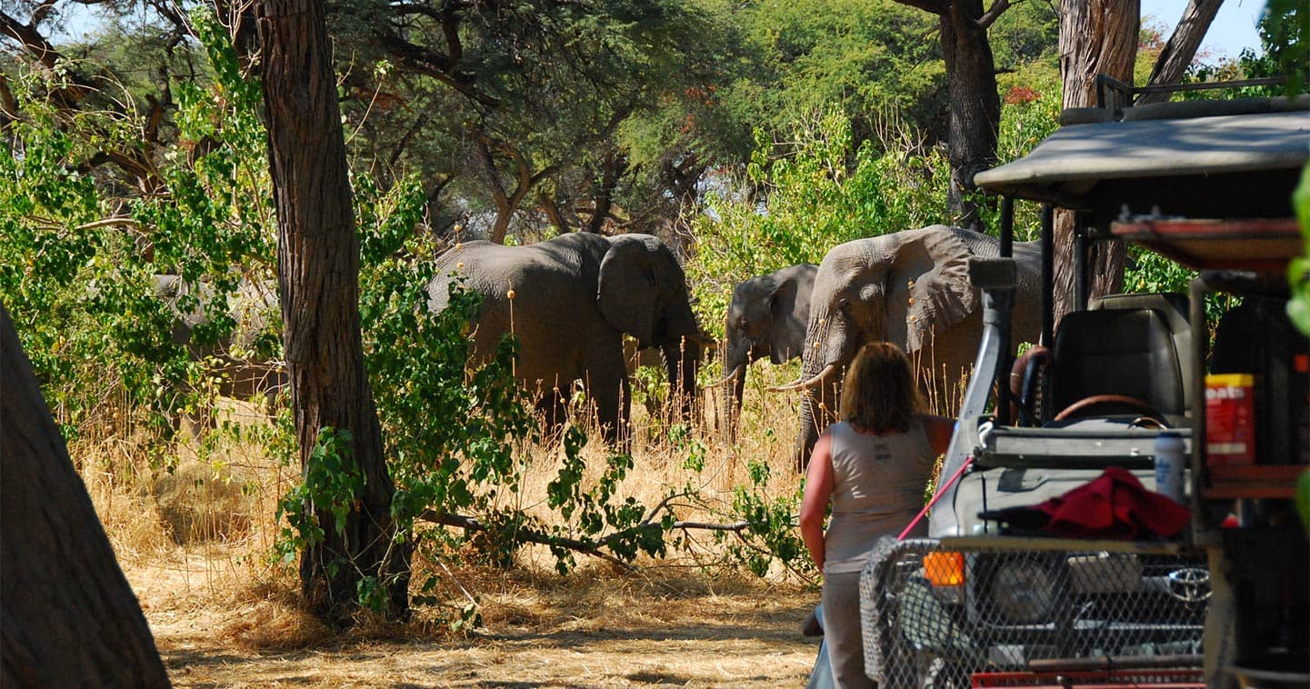 Elephants in Chobe National Park, Botswana