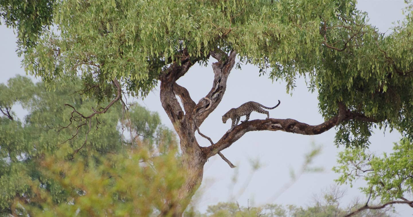 Leopard in Tree in The Chobe National Park