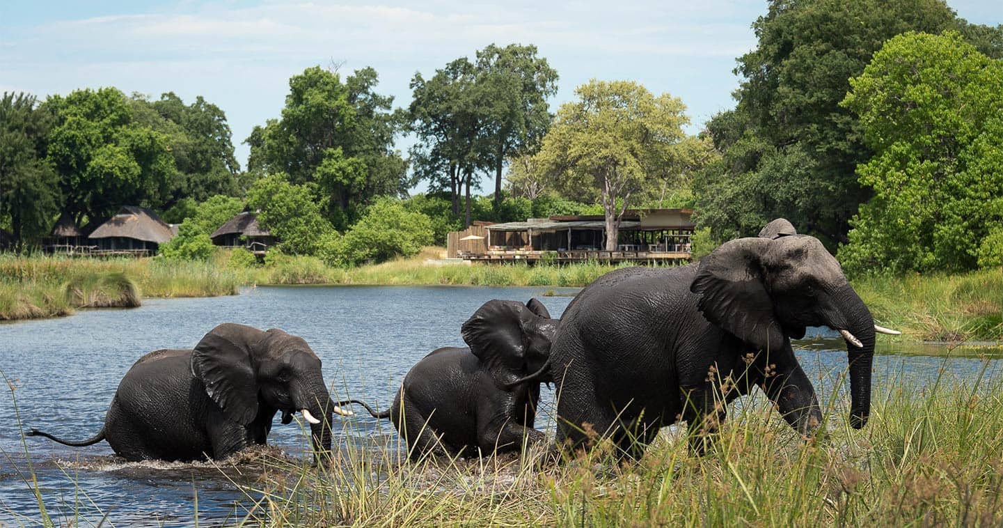 Elephants near Lodge in The Chobe National Park