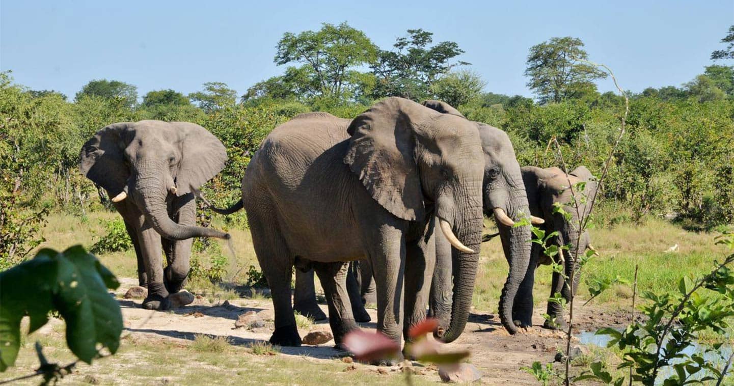 Elephants in Chobe National Park