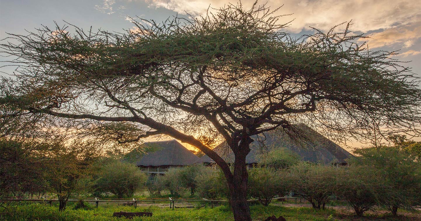 Kasane Chobe Bush Lodge