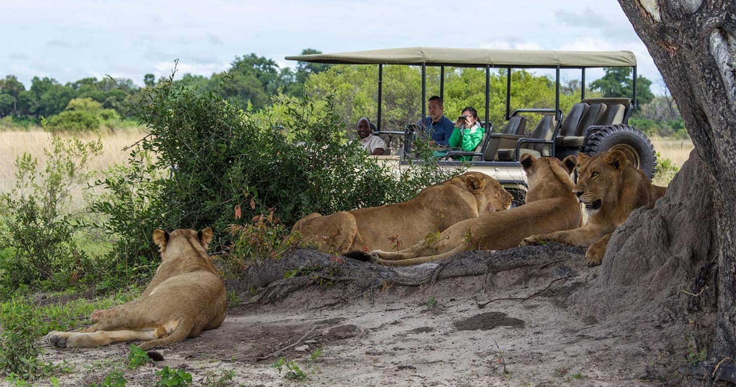 game drive safari in Chobe National Park