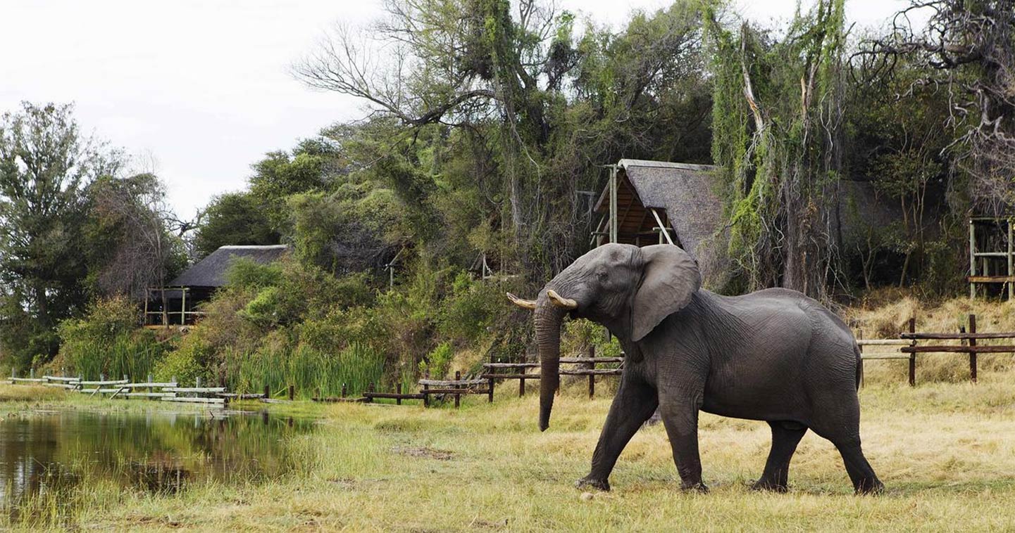 Wildlife at your doorstep at Chobe Savute Safari Lodge
